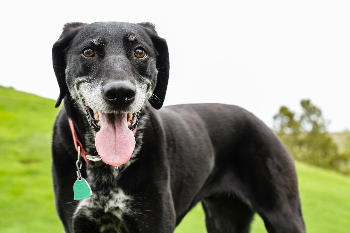 Dog standing in a grass field