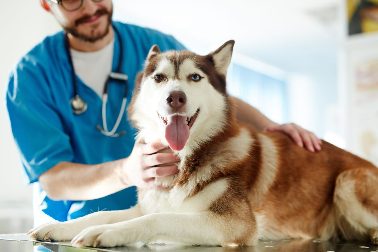 Veterinarian examining a Siberian husky