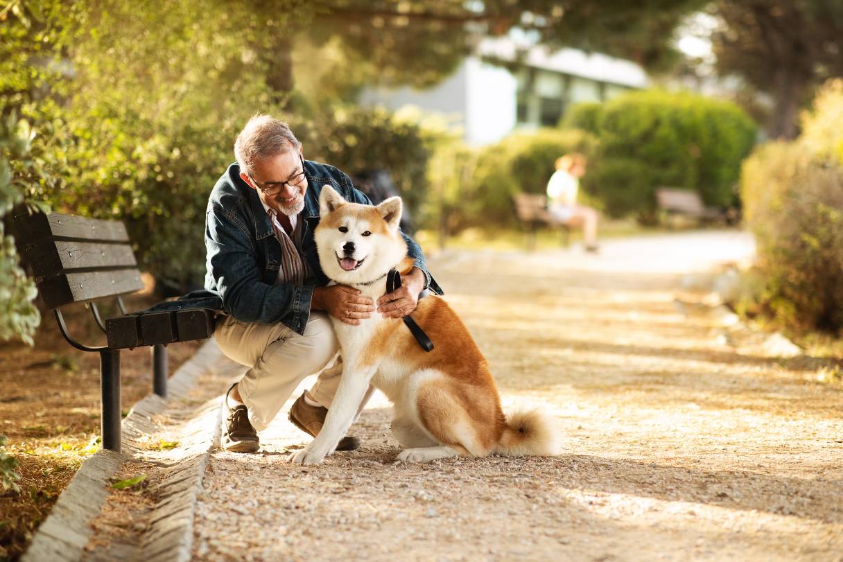 Man petting an akita