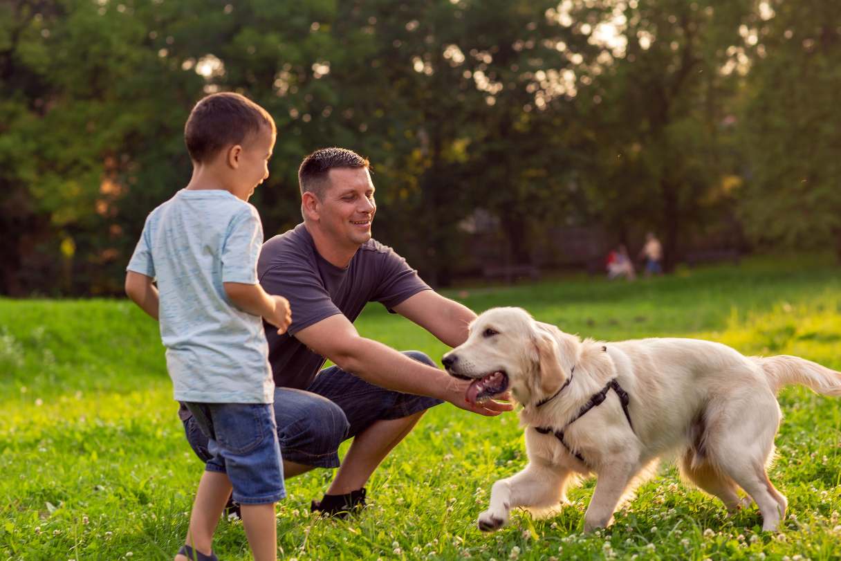 Man and little boy playing with golden retriever in a park