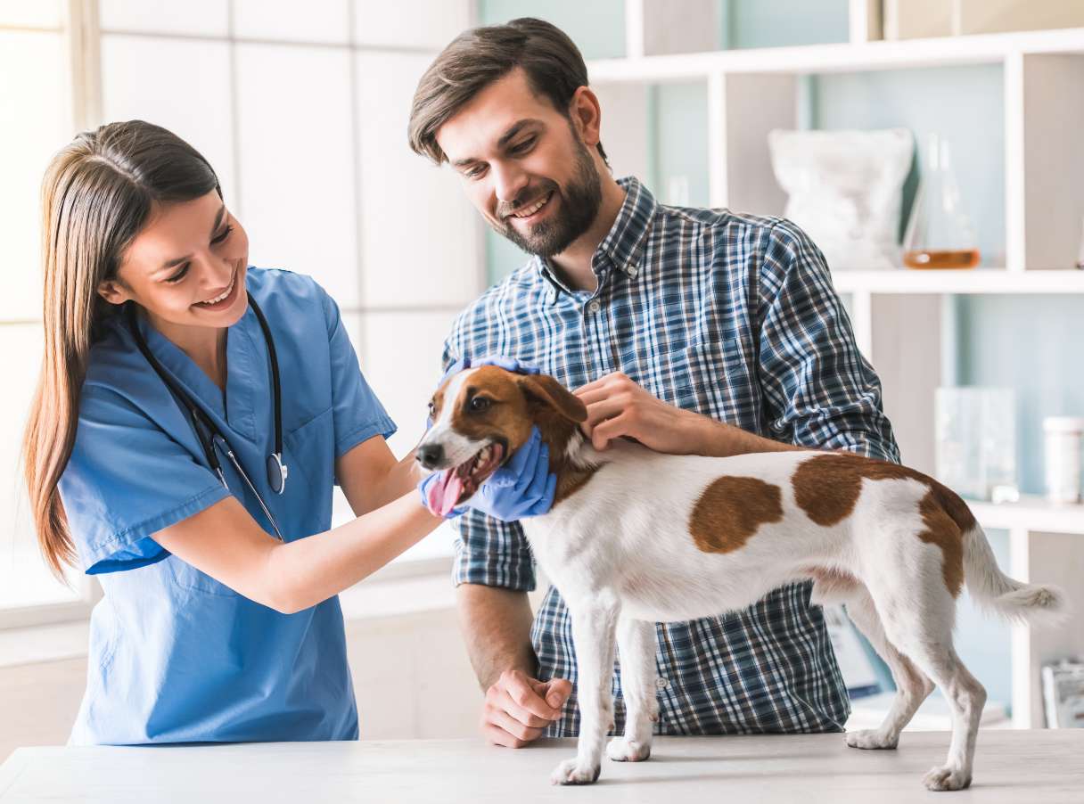 Dog receiving vet exam