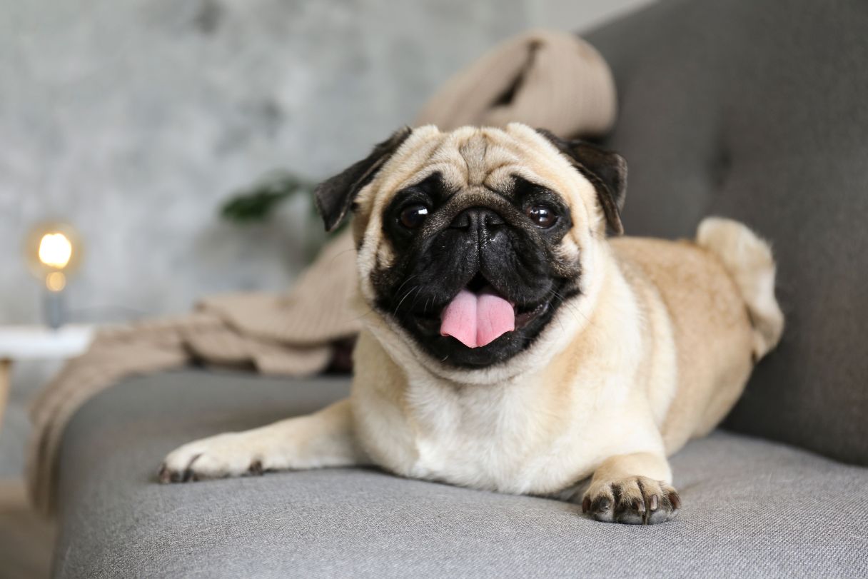 Pug sitting on a sofa
