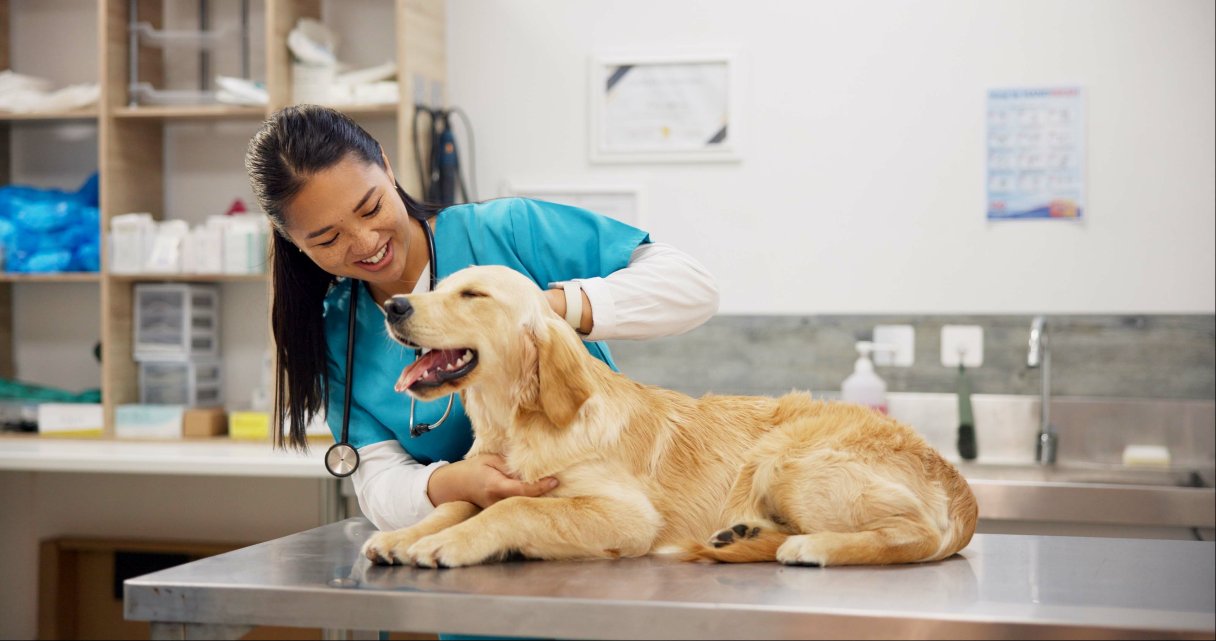 Veterinarian petting golden retriever