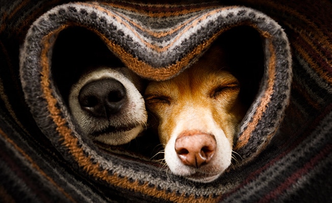 Two dogs wrapped in a blanket shaped like a heart