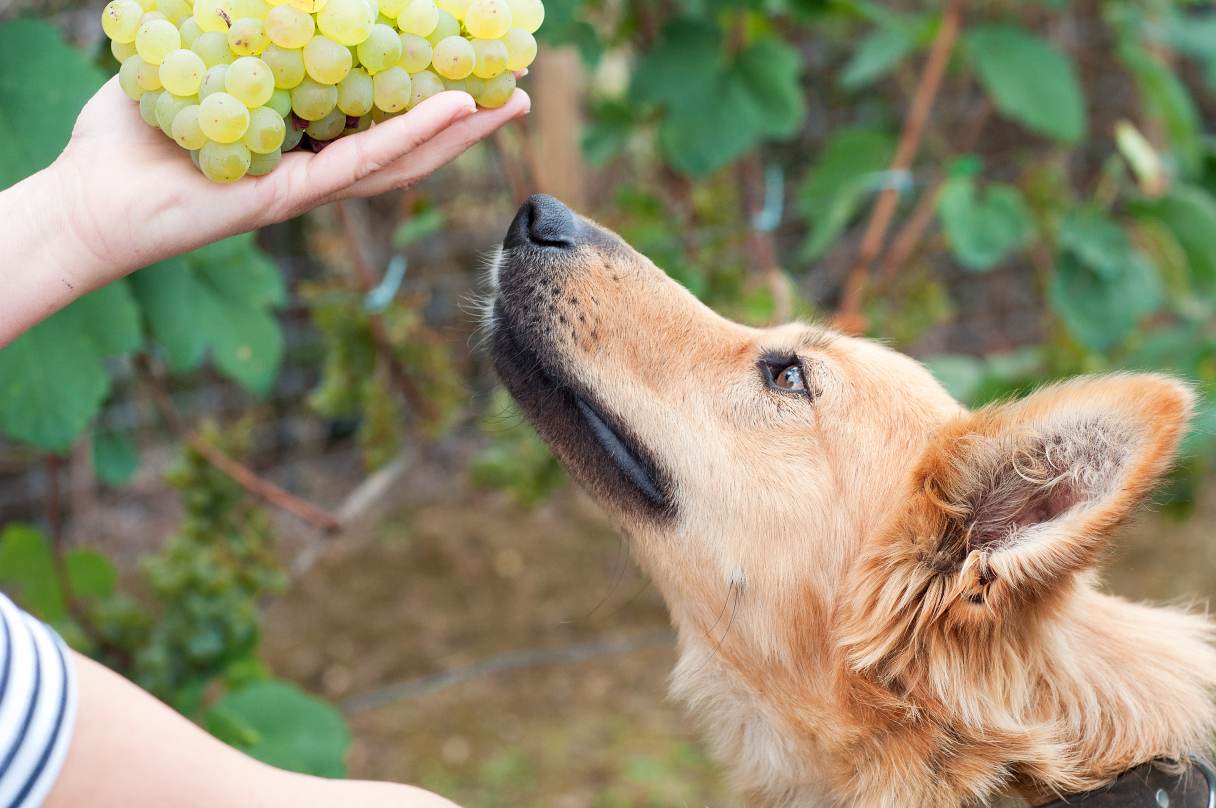 Dog smelling grapes