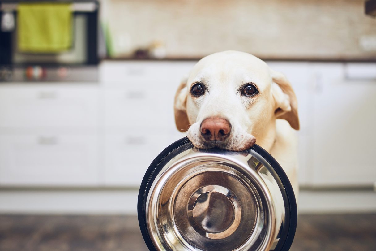 Dog with a food bowl in its mouth