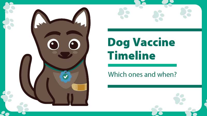 Dog vaccine timeline, which ones and when?