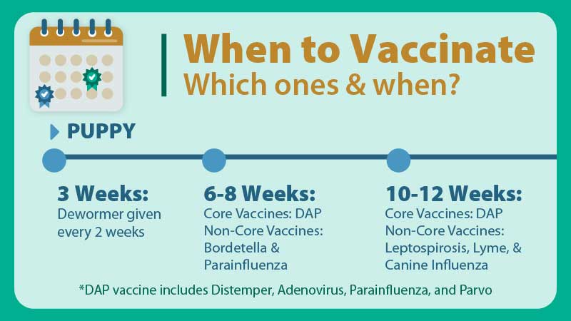 dog-and-puppy-vaccination-schedule-when-to-get-what-shots