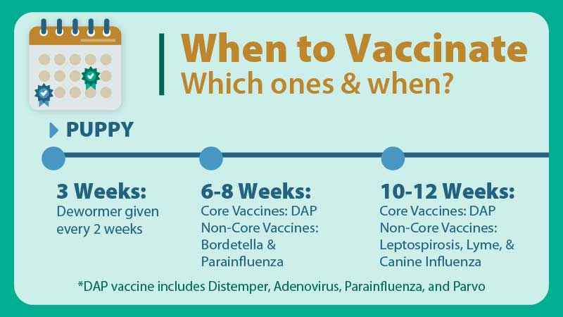 First Year Puppy Vaccination Schedule Chart To Follow 45 OFF