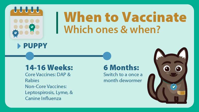 Puppy vaccination timeline