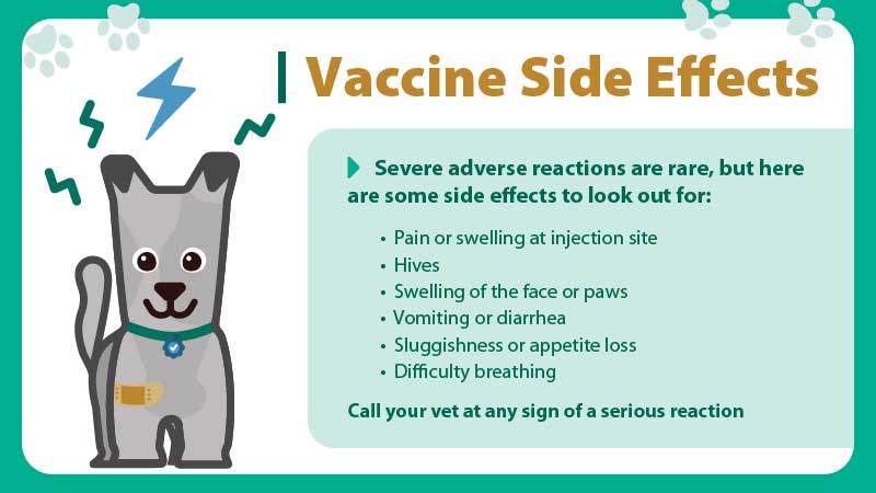 Dog vaccination side effects