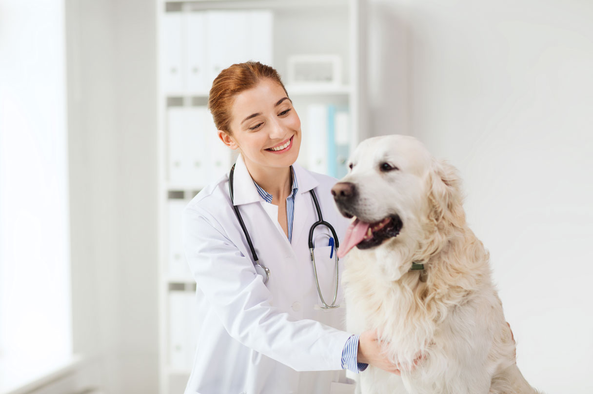 Veterinarian looking at golden retriever