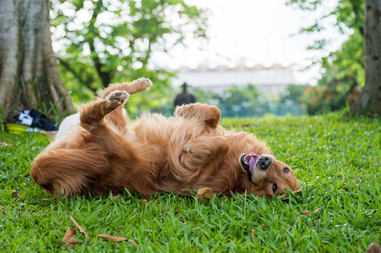 Dog rolling around in grass