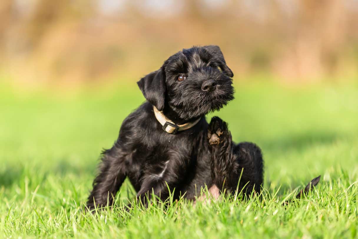 Black dog sitting in grass field
