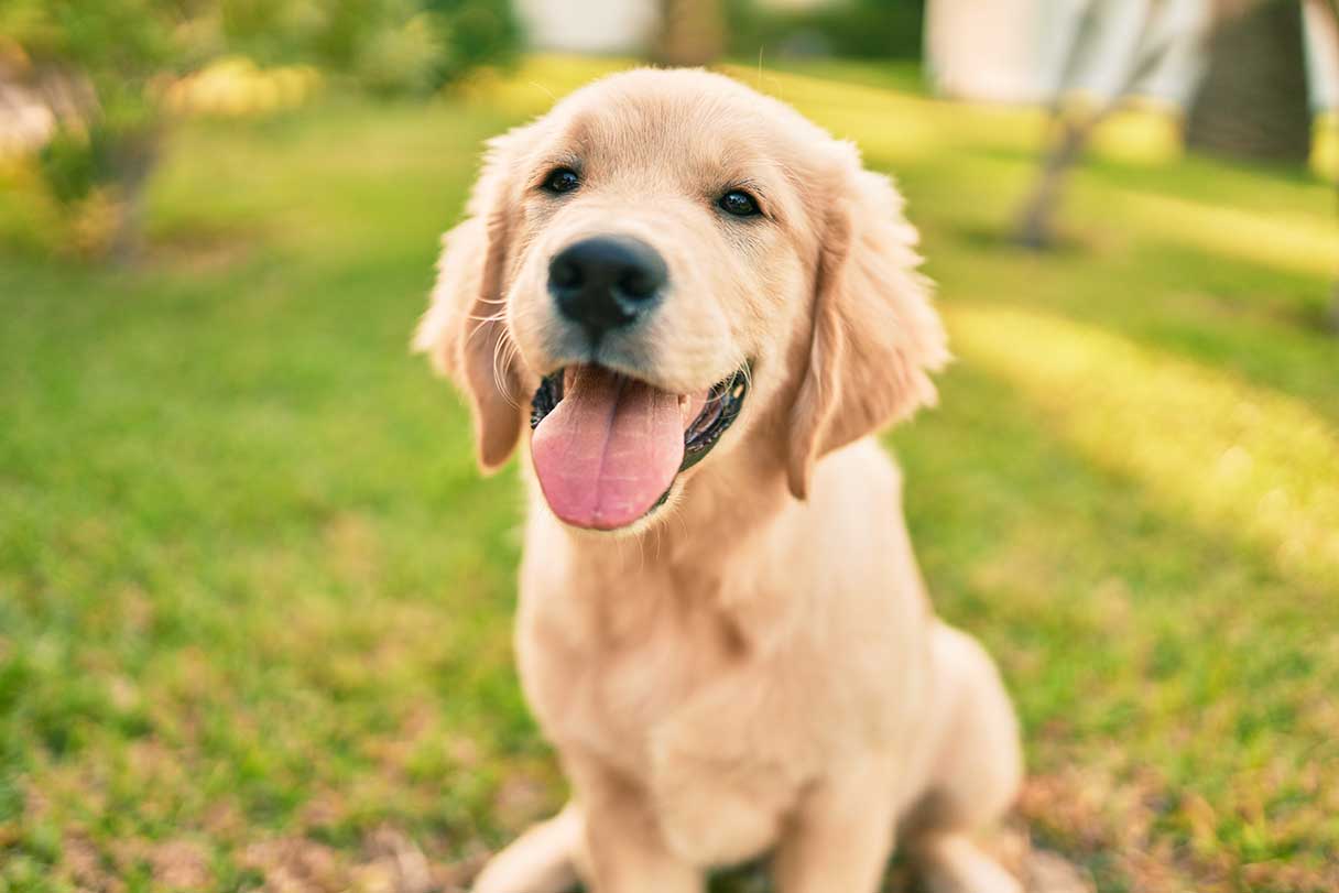 Golden retriever puppy sitting on grass