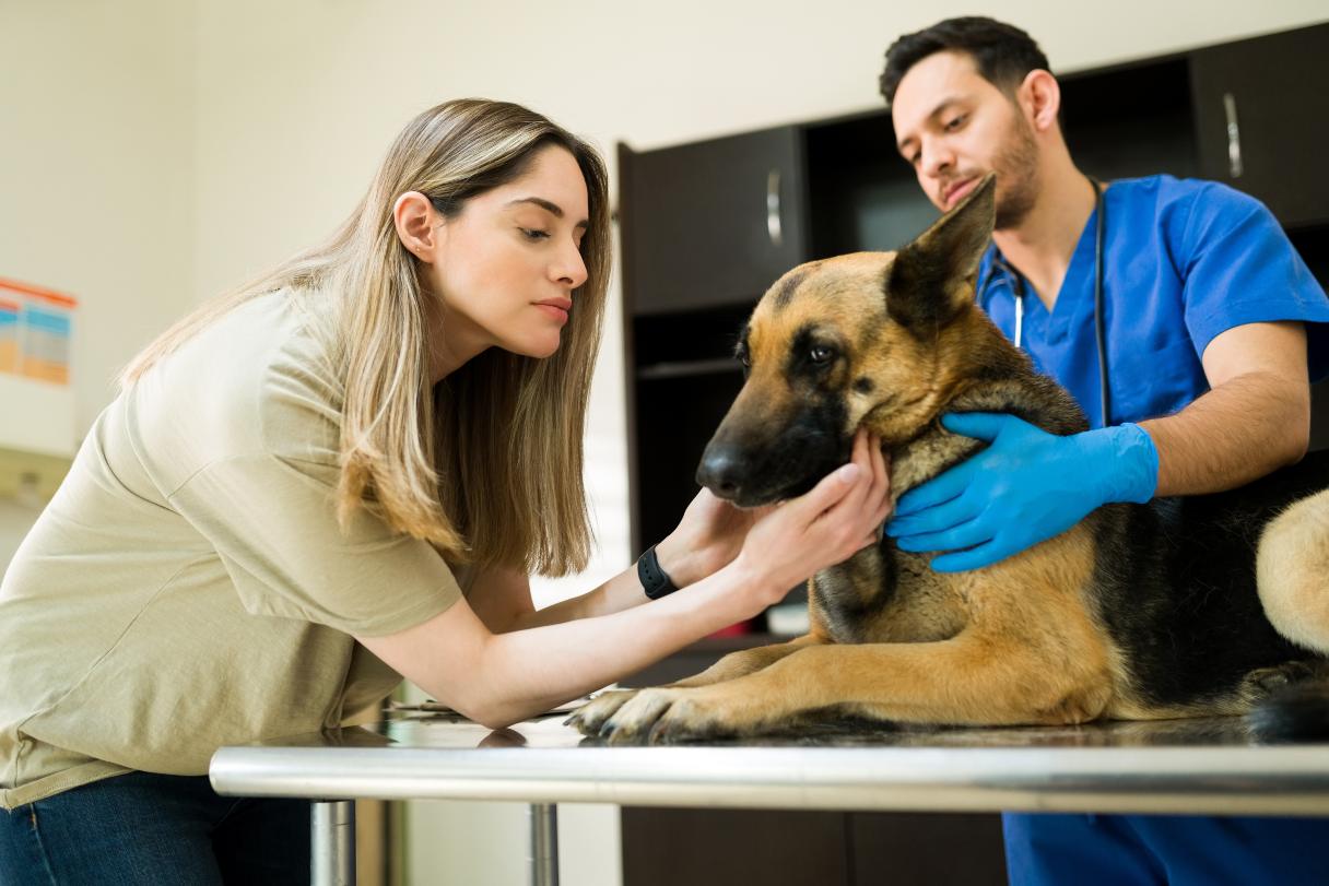 German shepherd receiving vet exam