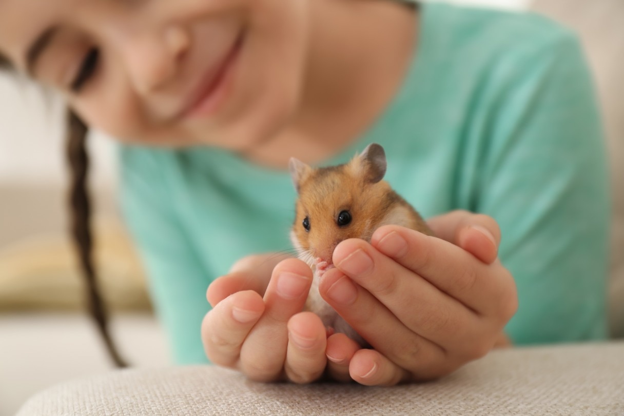 Young boy holding a hamster in his hands