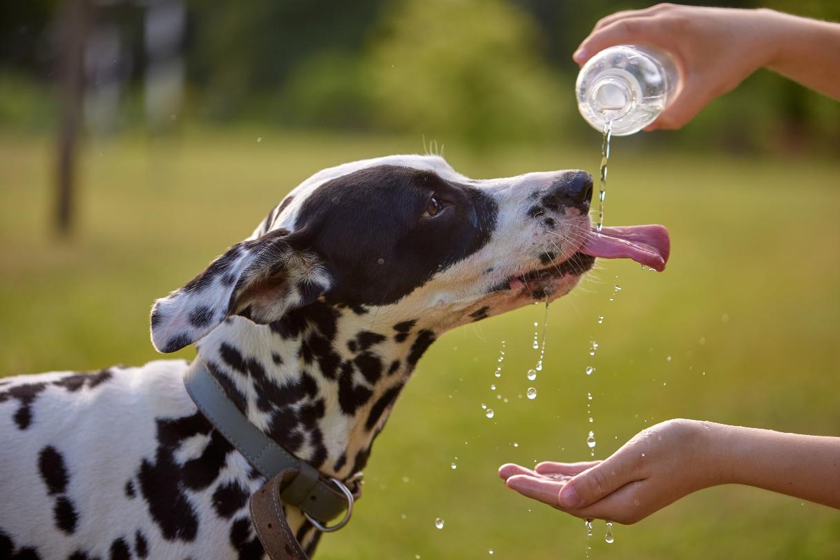 Black and white spotted dog lapping water from a water bottle