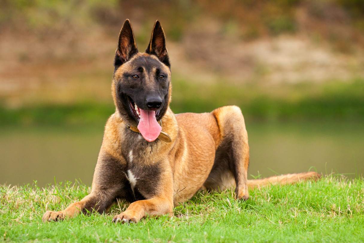 Belgian Malinois laying on grass
