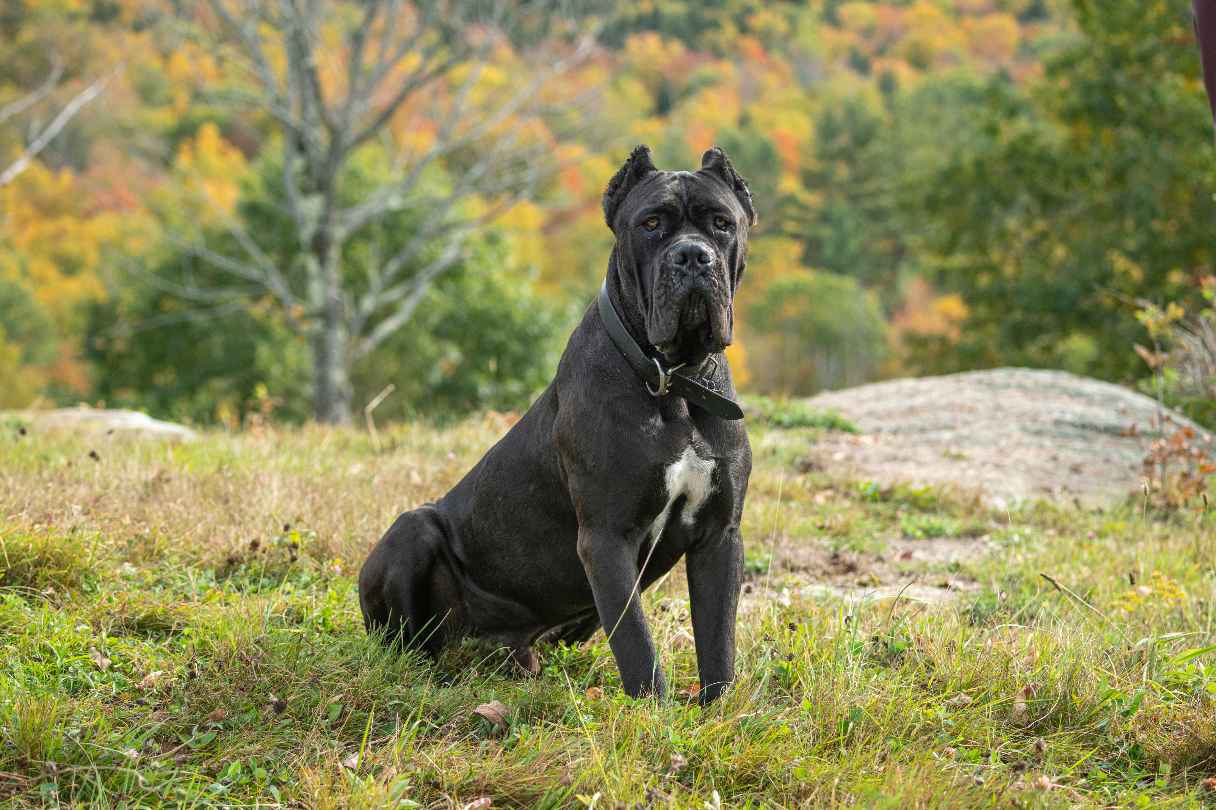 Cane Corso sitting on grass