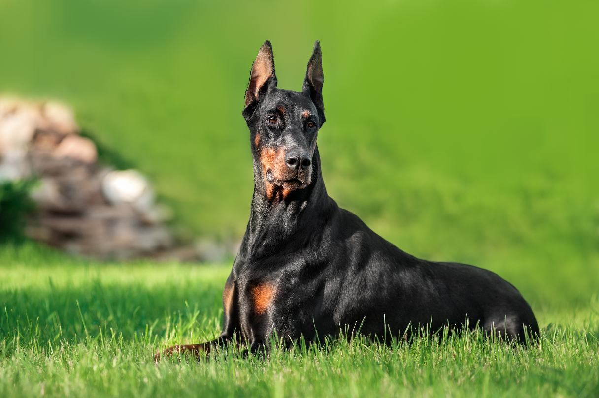 Doberman Pinscher Dog Breed Guide