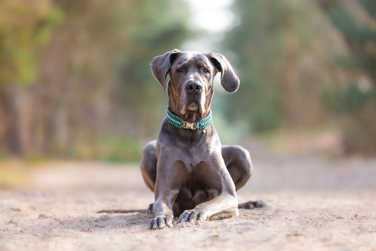 Great Dane laying on ground