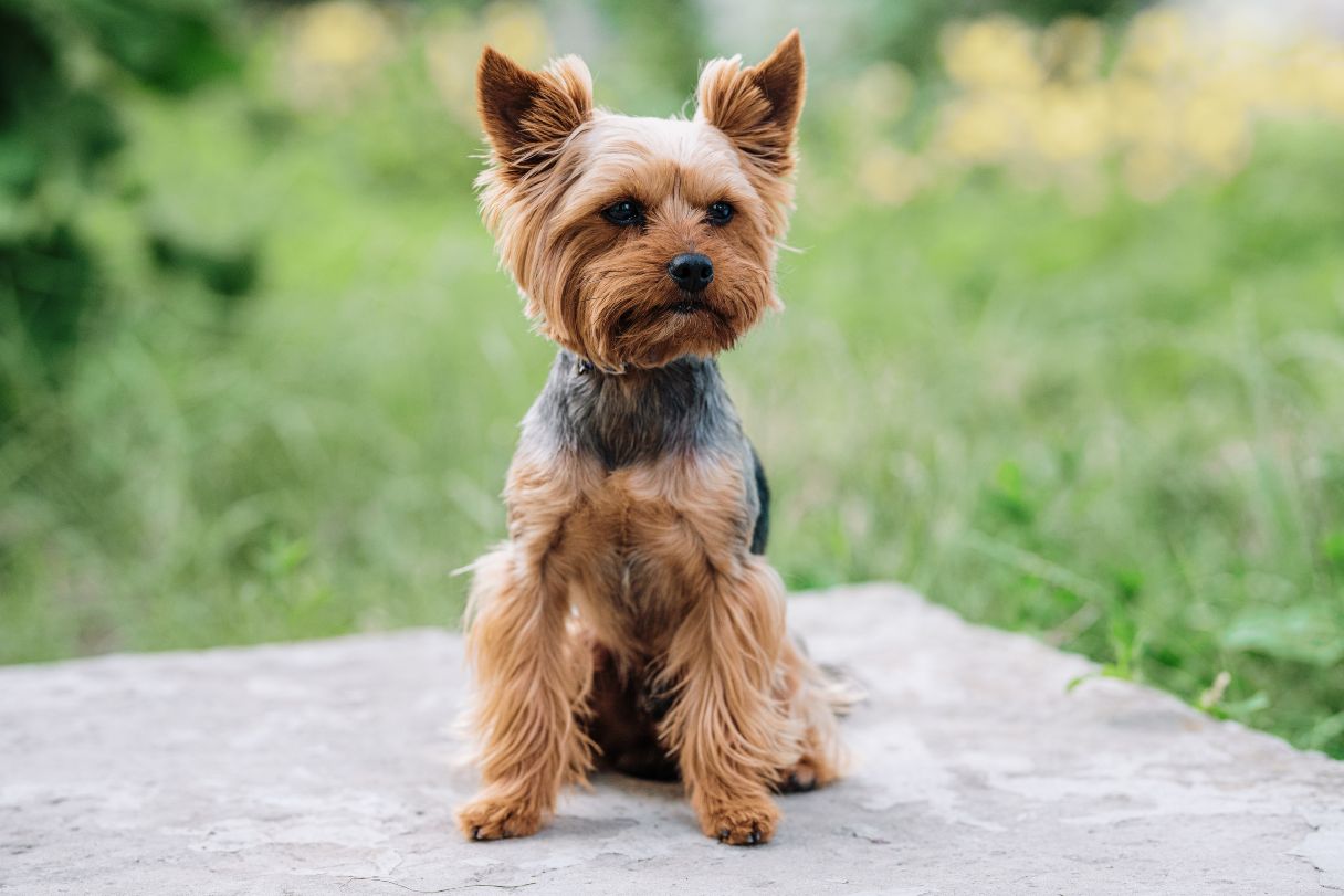 Yorkshire terrier sitting on concrete