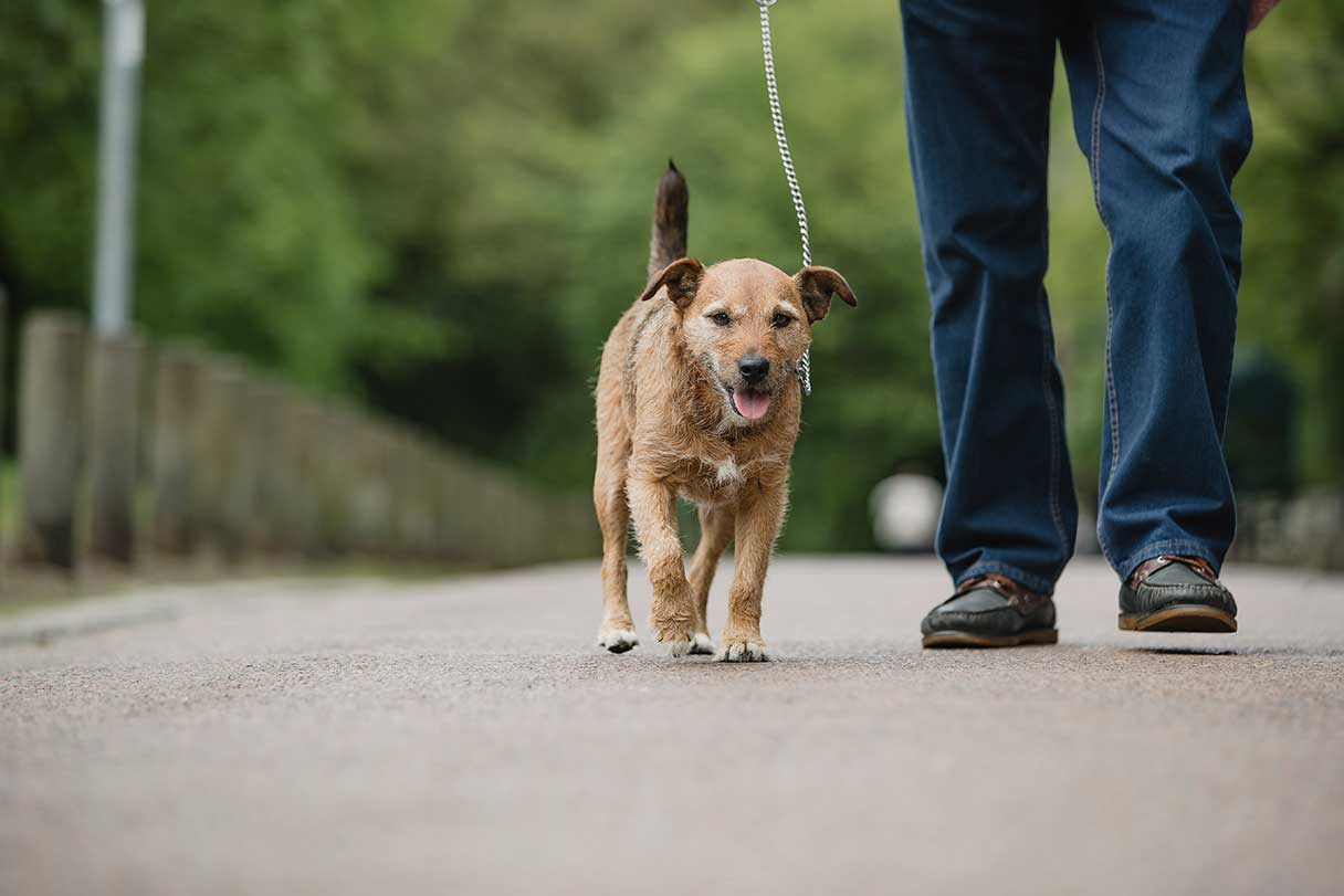 Small beige dog being walked outside