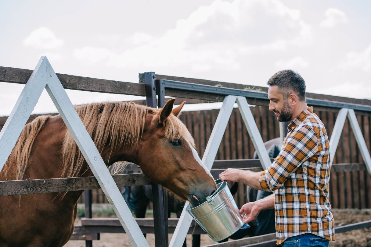 Man feeding a horse