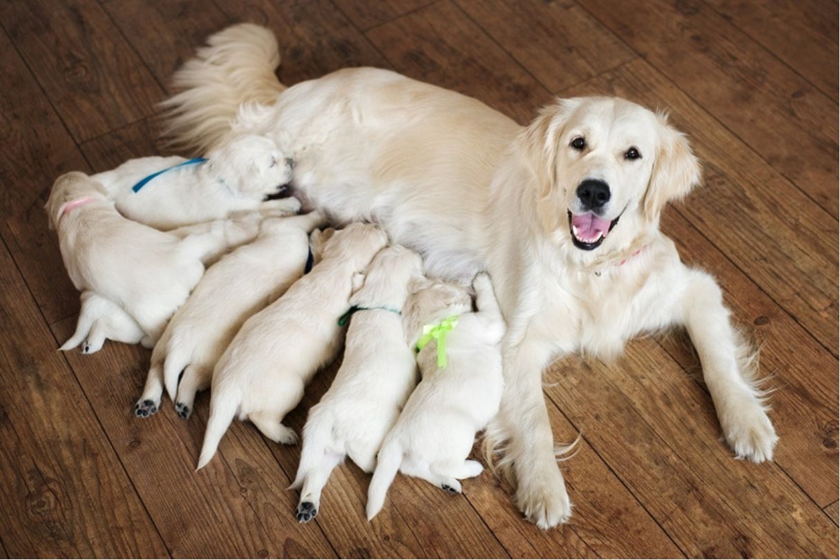 https://www.carecredit.com/sites/cc/image/how-long-dogs-pregnant.jpg