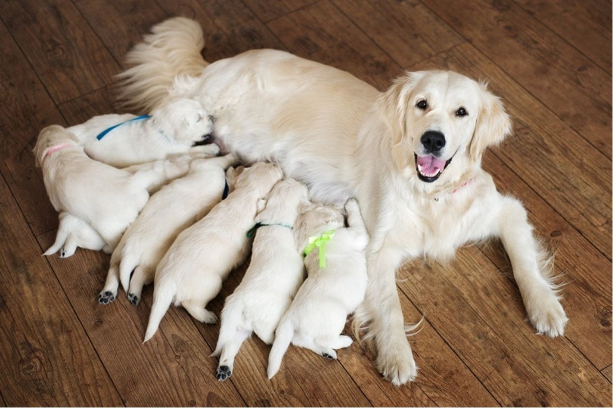 Golden retriever nursing puppies