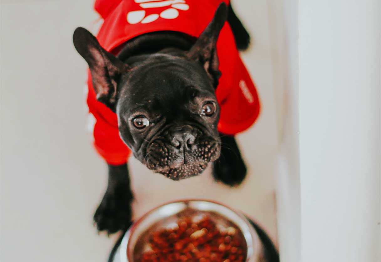 Small black puppy wearing red sweater, eating from a food bowl