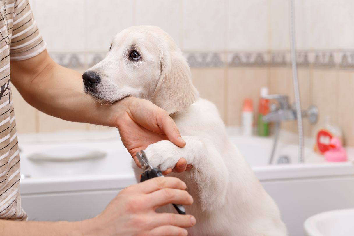 How Often to Trim Dog Nails: A Simple & Clear Guide - PawSafe