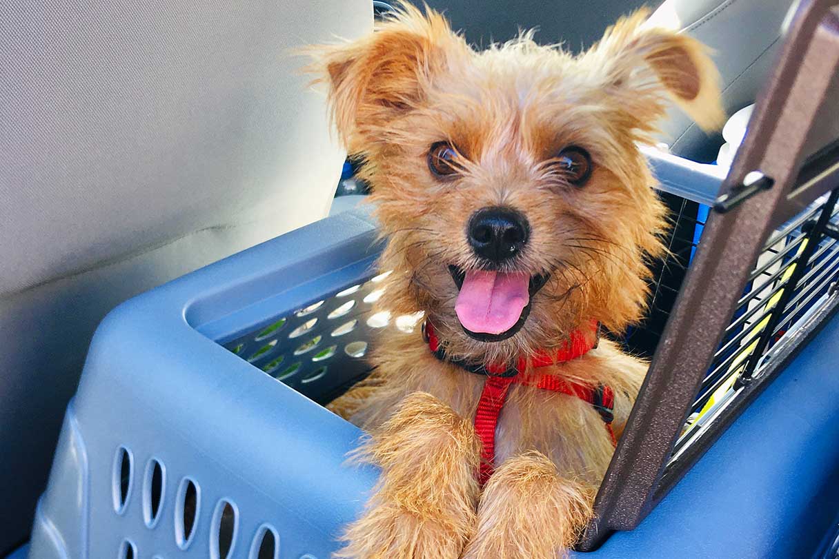 How to Choose a Dog Crate: A Guide to Type, Size and Safety