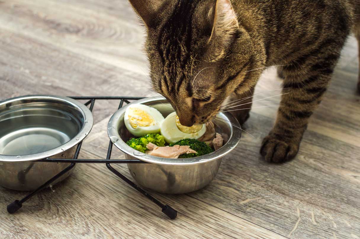 Cat eating hard boiled eggs, meat, and vegetables
