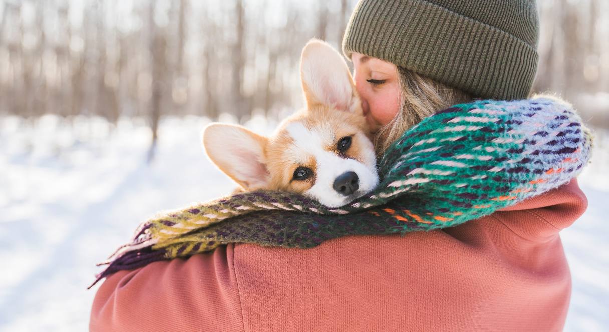 How to Recognize and Prevent Hypothermia in Dogs