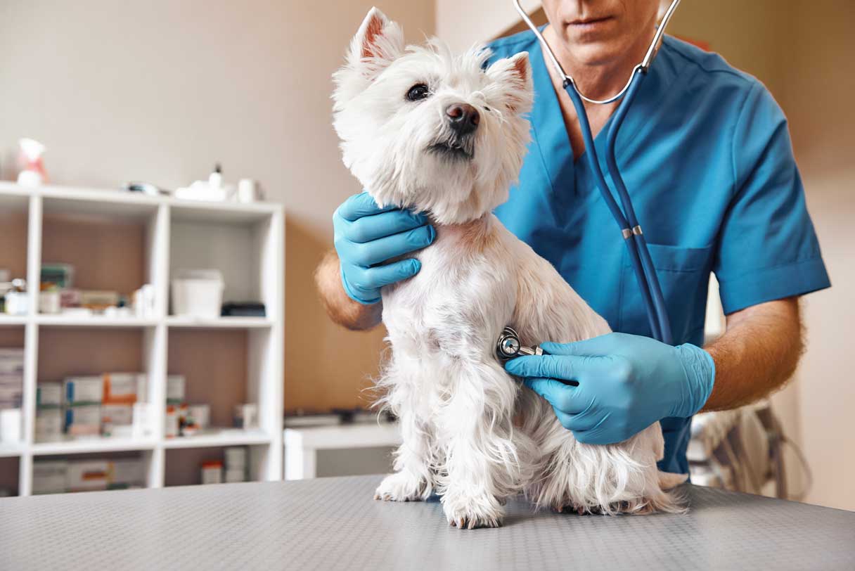 White dog receiving veterinary exam