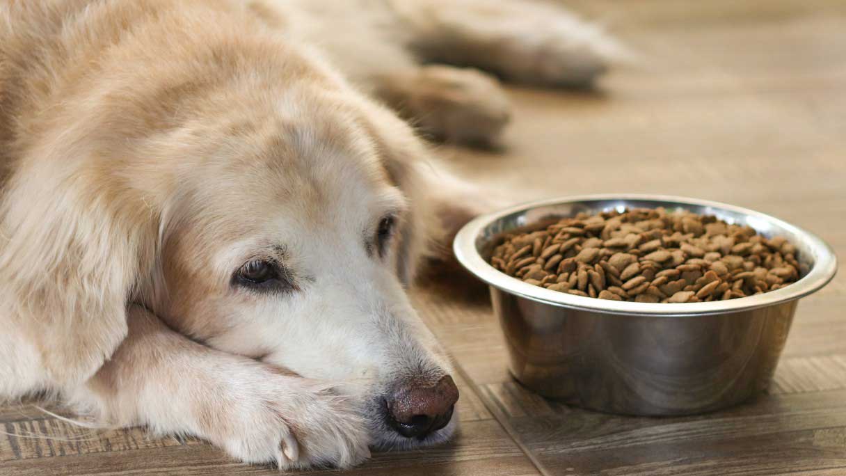 Dog laying next to a food bowl
