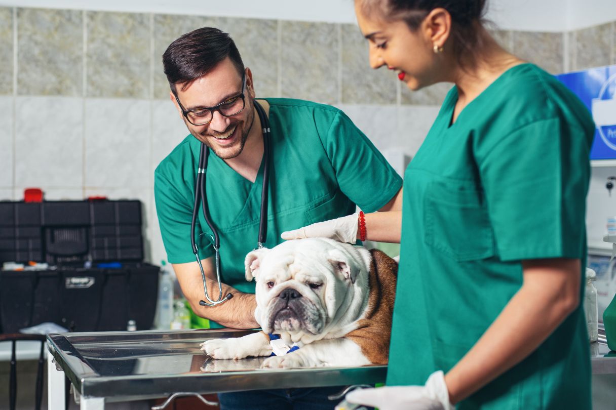 Mites on Dogs: Signs, Treatments and Prevention Tips