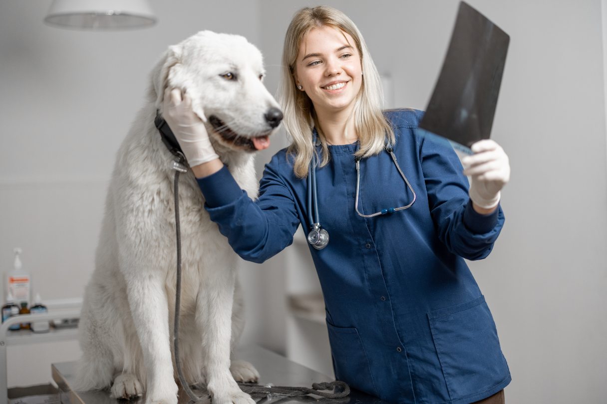 How Much Does a Dog MRI Cost? What to Expect and More Explained