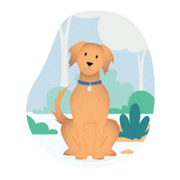 Golden Retriever animation