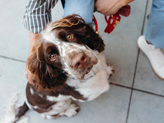 Pairing CreditCard and Pets Best
