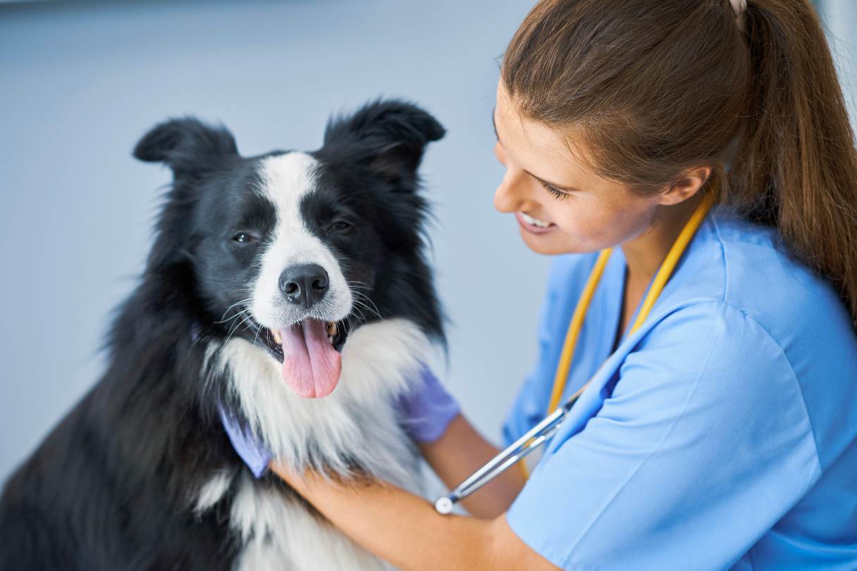 Veterinarian inspecting a black and white dog
