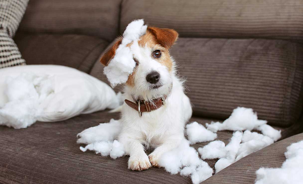 Jack russell terrier, surrounded by couch stuffing