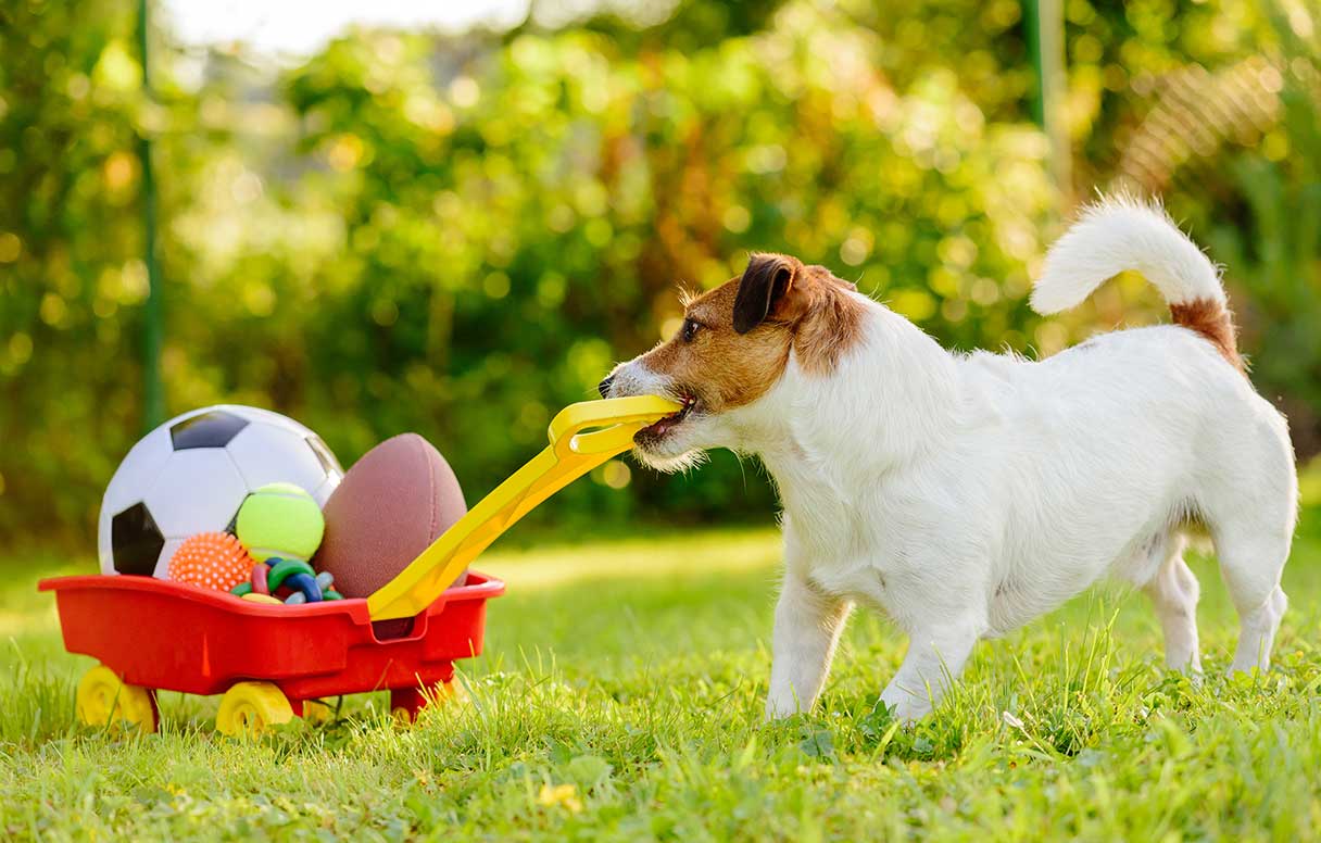 Small dog pulling wagon of toys with its mouth