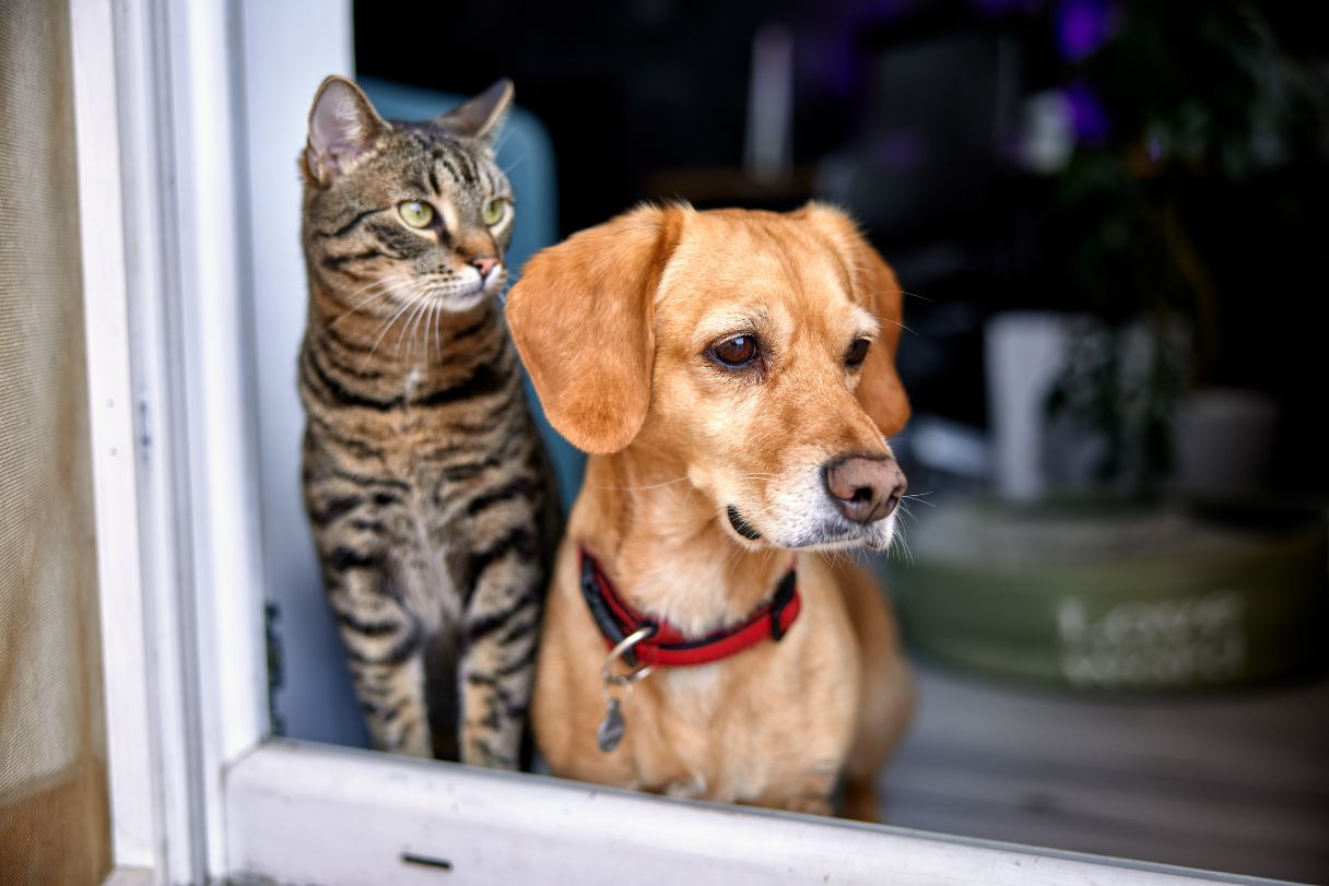 Dog and cat looking out window