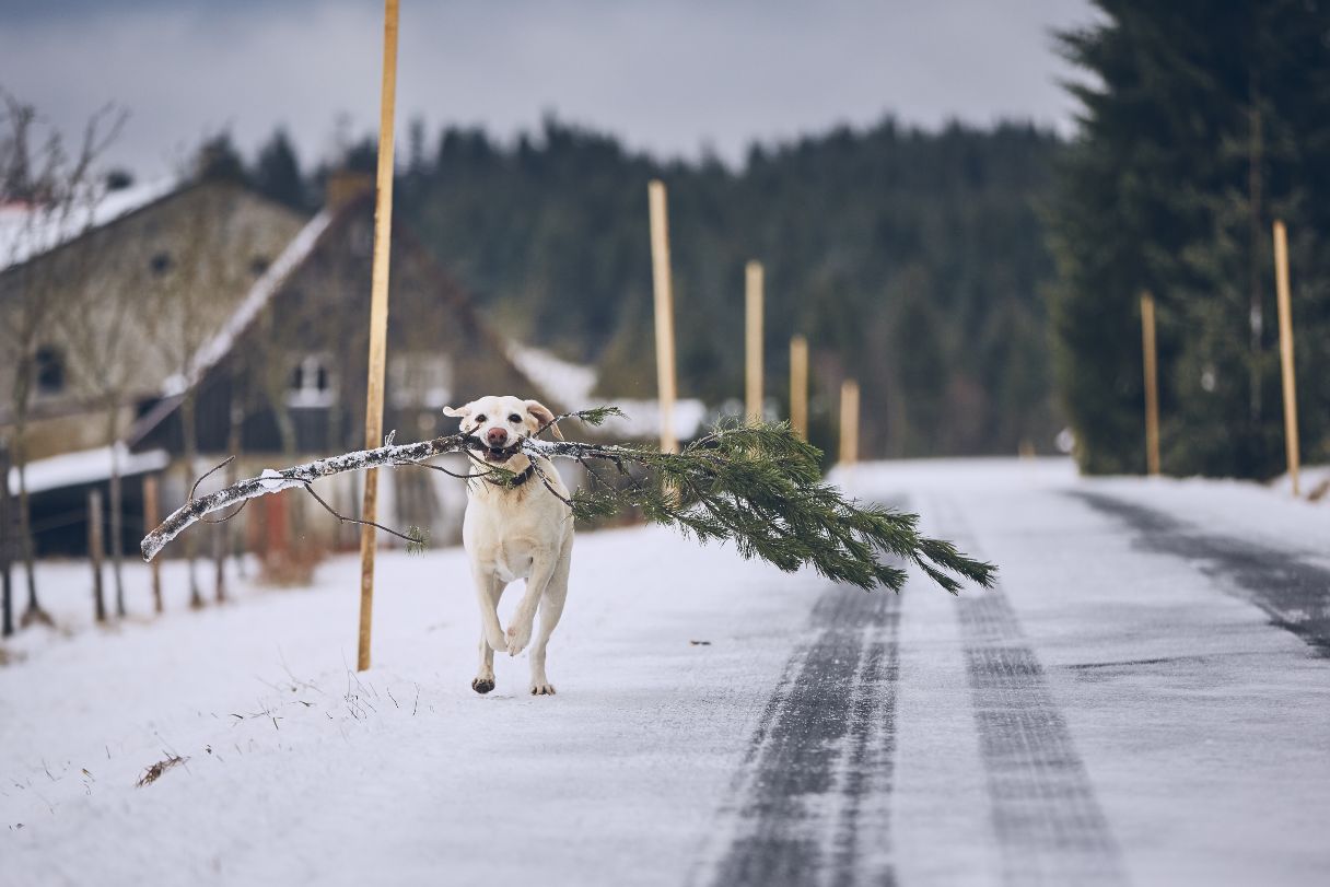 Dog running outside with a branch in its mouth