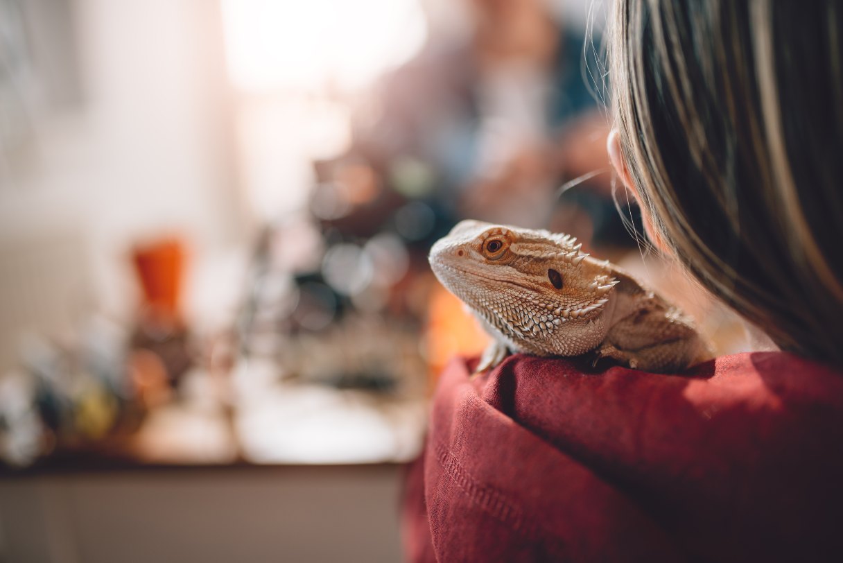 Woman holding a bearded dragon on her shoulder