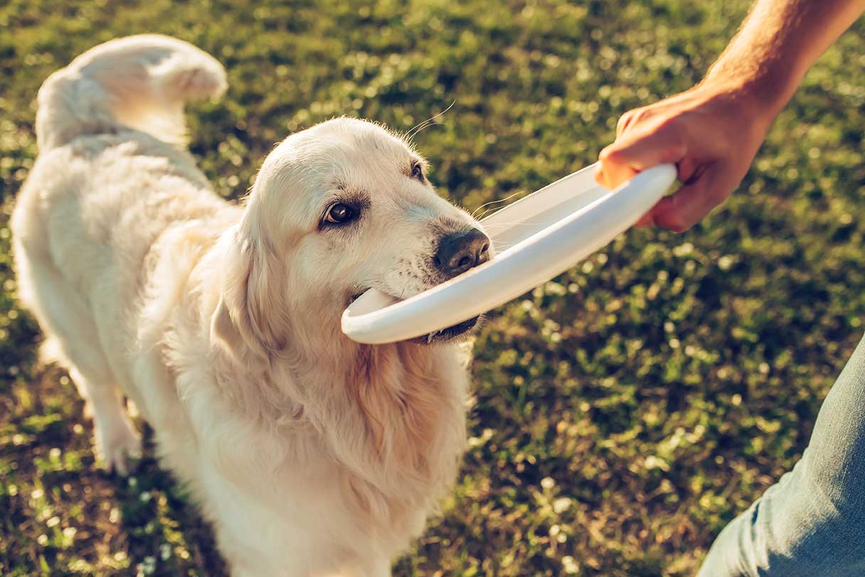 Golden retriever with a frisbee in its mouth