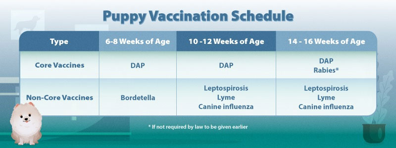 Puppy vaccination schedule
